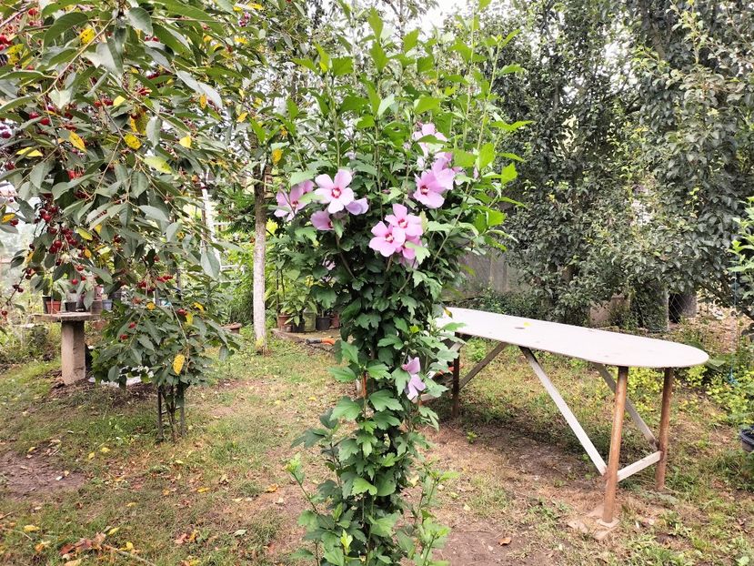 IMG20230722112533 - hibiscusi