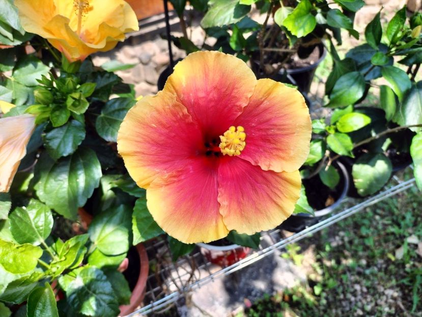 IMG20230717145249 - hibiscusi