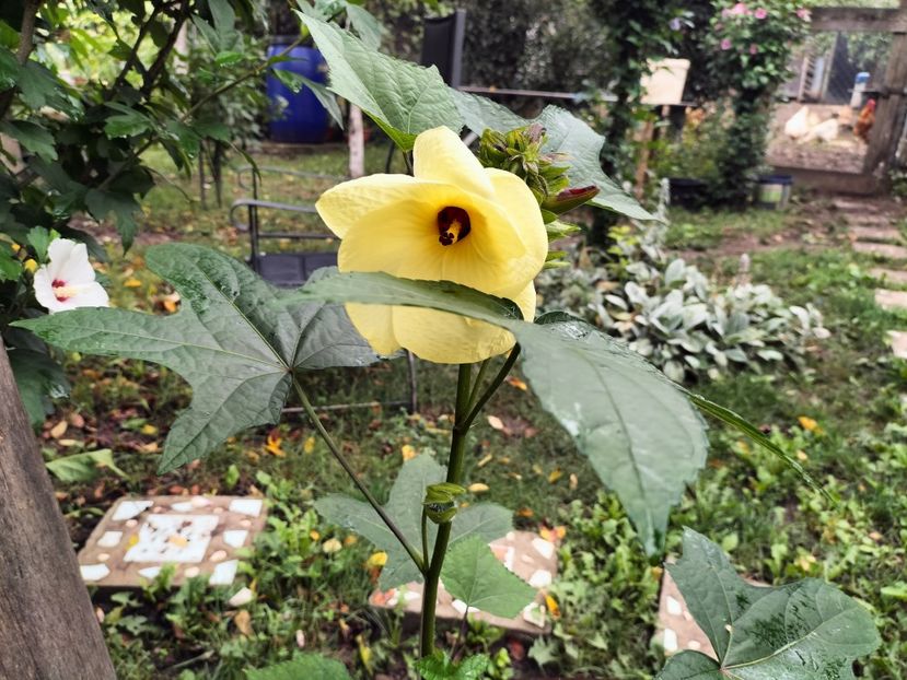 IMG20230801100444 - hibiscusi