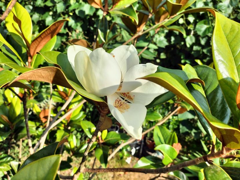 IMG20230722175227 - Magnolia grandiflora gallisoniensis