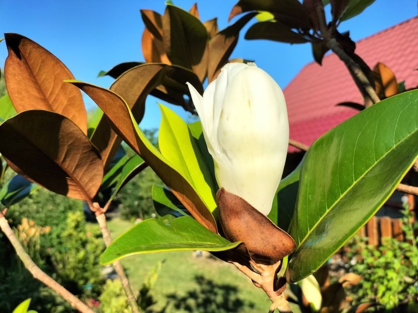 IMG20230716081849 - Magnolia grandiflora gallisoniensis