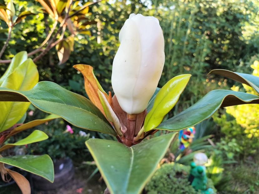 IMG20230716081820 - Magnolia grandiflora gallisoniensis