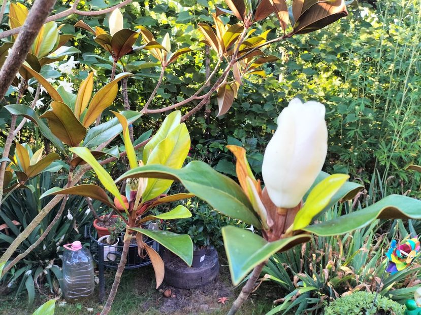 IMG20230716081344 - Magnolia grandiflora gallisoniensis