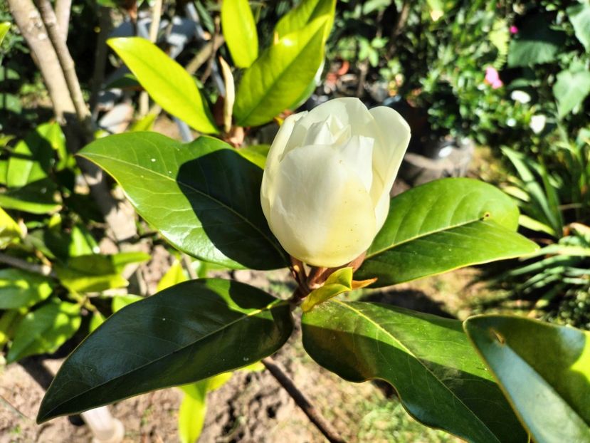 IMG20230715171914 - Magnolia grandiflora gallisoniensis