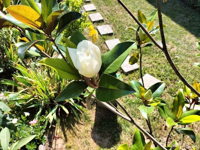 IMG20230715171851 - Magnolia grandiflora gallisoniensis