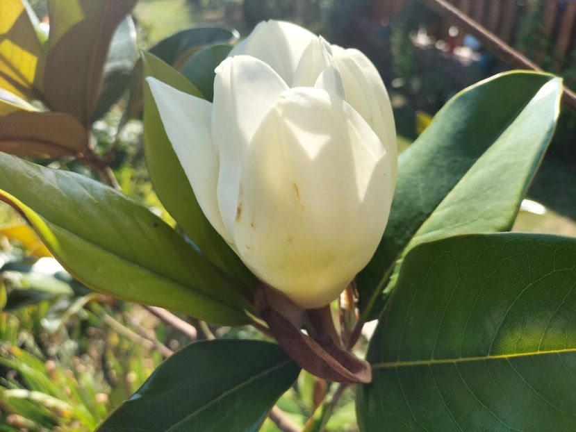 IMG20230715171820 - Magnolia grandiflora gallisoniensis