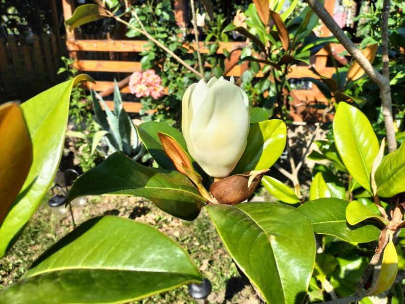 IMG20230715171753 - Magnolia grandiflora gallisoniensis