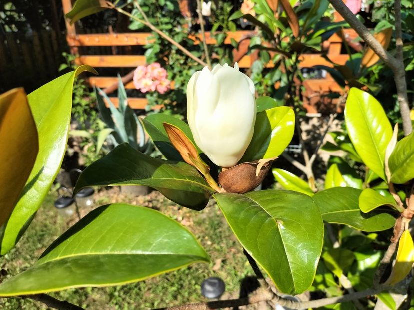 IMG20230715171731 - Magnolia grandiflora gallisoniensis