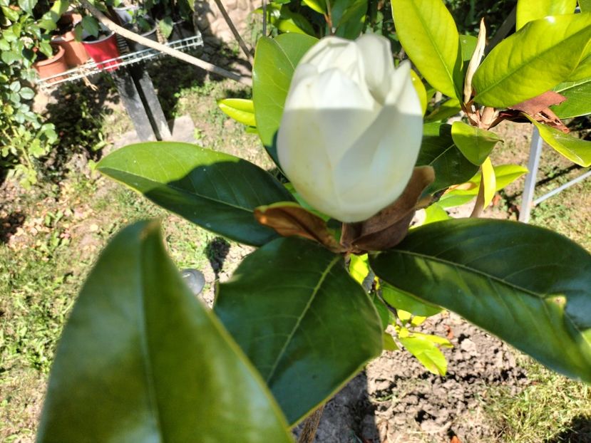 IMG20230715171722 - Magnolia grandiflora gallisoniensis