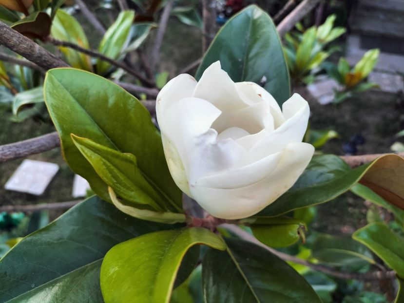 IMG20230714204609 - Magnolia grandiflora gallisoniensis