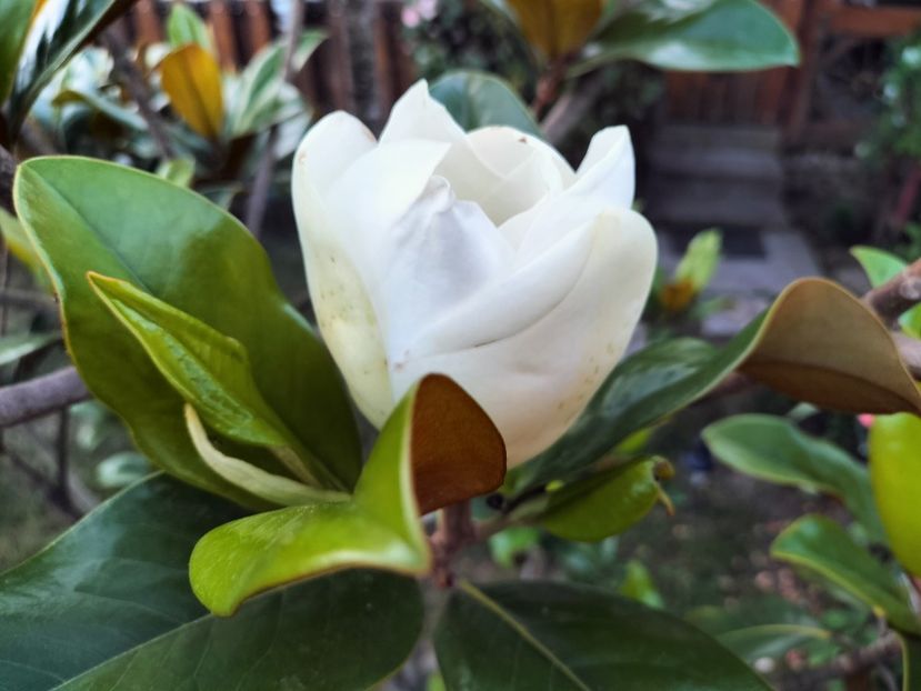 IMG20230714204601 - Magnolia grandiflora gallisoniensis