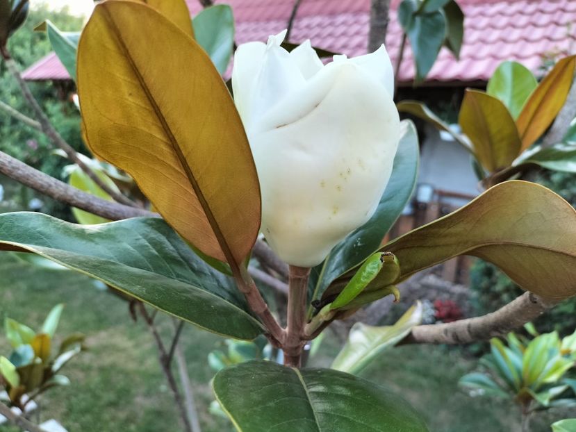 IMG20230714204553 - Magnolia grandiflora gallisoniensis