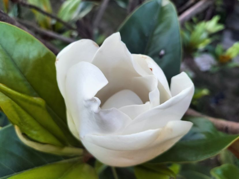 IMG20230714204549 - Magnolia grandiflora gallisoniensis