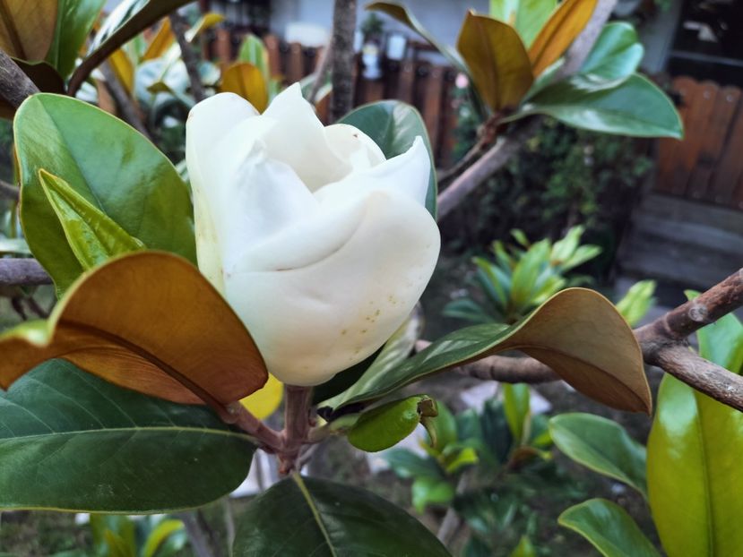 IMG20230714204546 - Magnolia grandiflora gallisoniensis