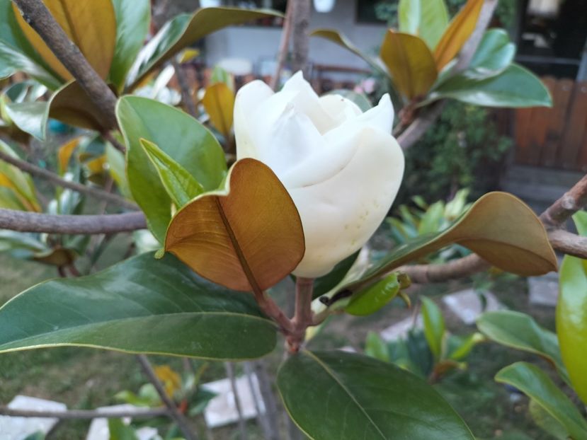 IMG20230714204539 - Magnolia grandiflora gallisoniensis