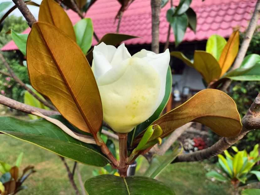 IMG20230714085027 - Magnolia grandiflora gallisoniensis