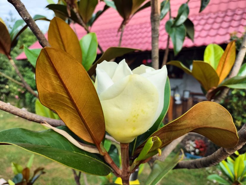 IMG20230714085025 - Magnolia grandiflora gallisoniensis