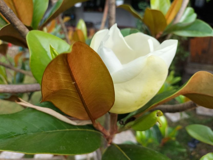 IMG20230714085003 - Magnolia grandiflora gallisoniensis