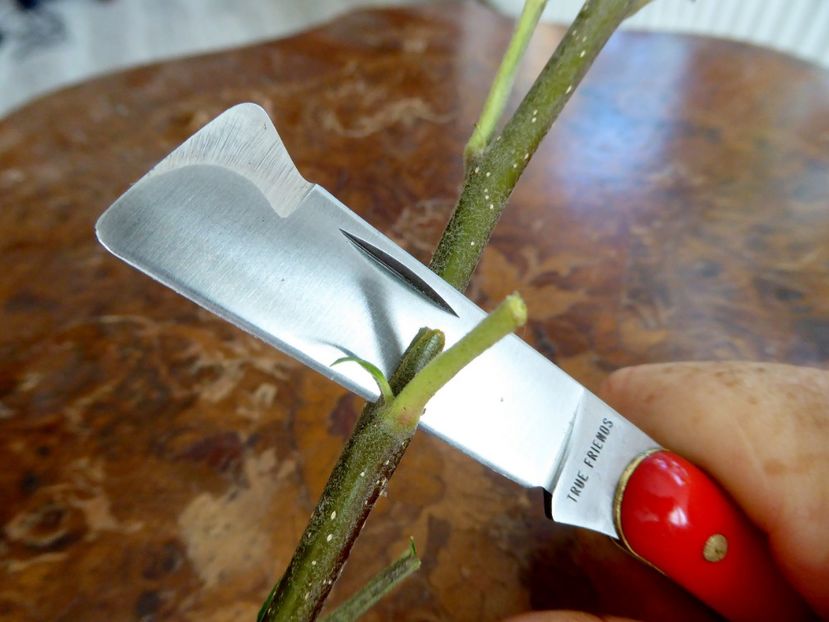 P1170279 - Briceag altoire FREUNDE 217