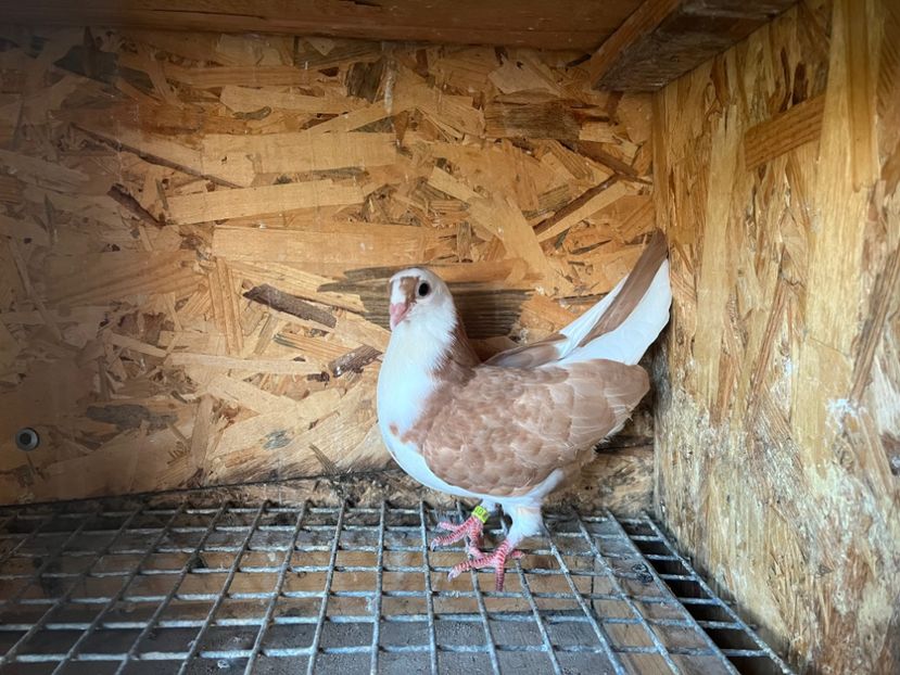 0156/23 - 6-lot zbor 2023