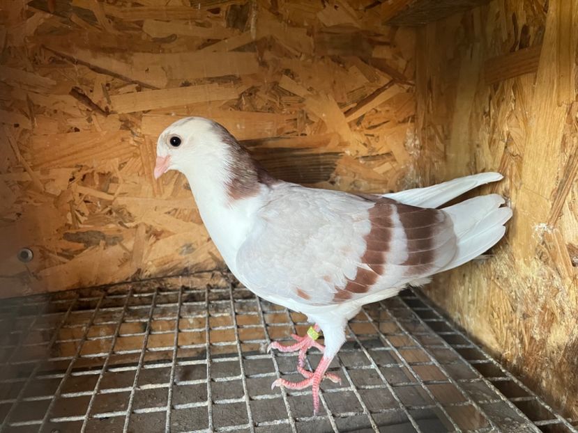 0158/23 - 6-lot zbor 2023