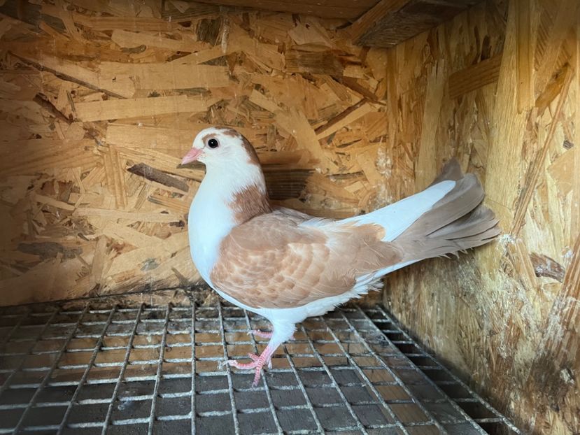 0157/23 - 6-lot zbor 2023