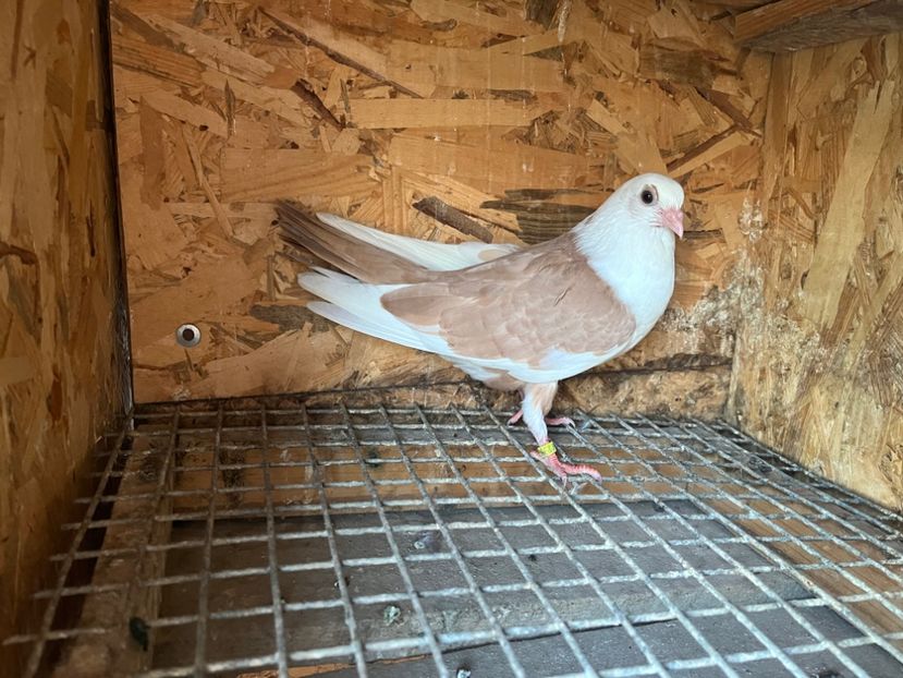 0164/23 - 6-lot zbor 2023