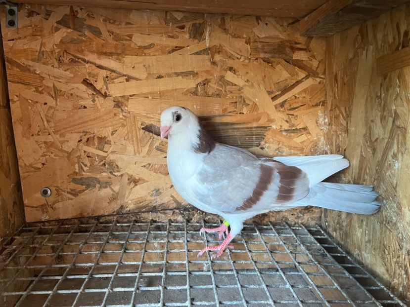 0184/23 - 6-lot zbor 2023