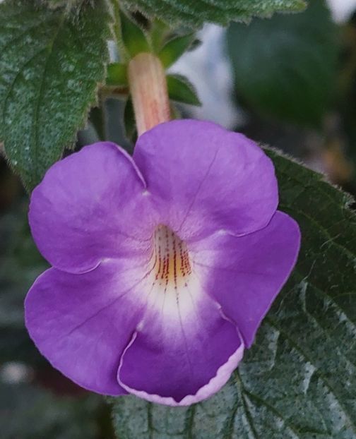  - BRID-S VIELCHENBLAU