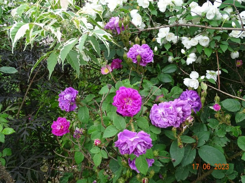  - Trandafiri 2023