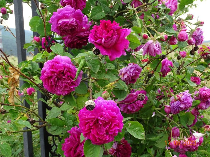  - Trandafiri 2023