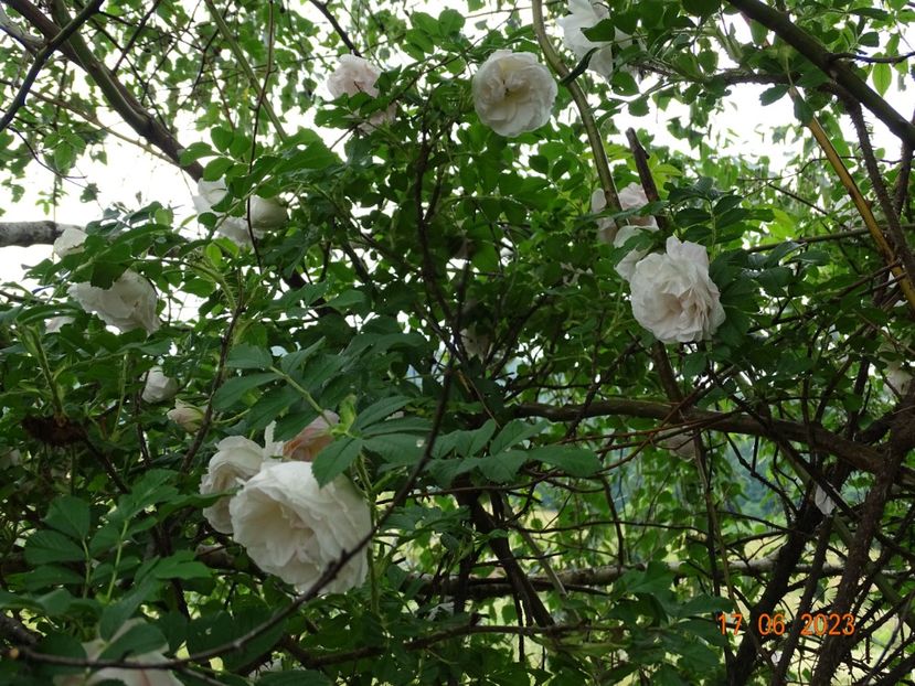  - Trandafiri 2023