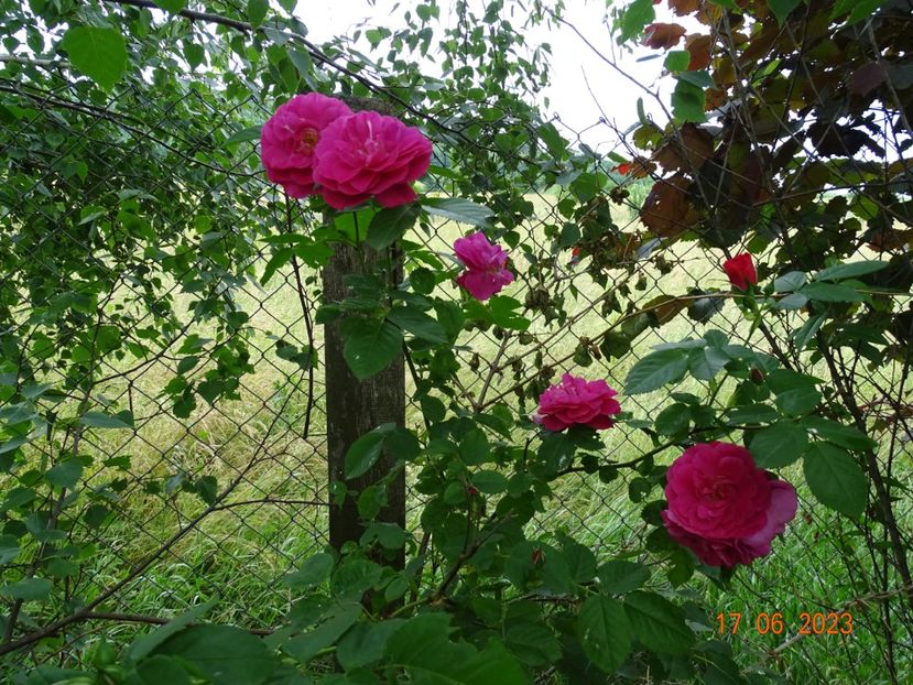  - Trandafiri 2023