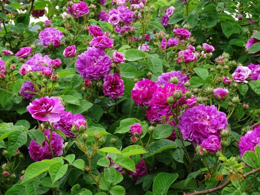  - Trandafiri 2023