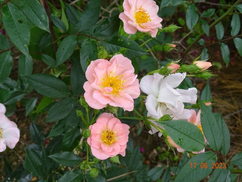  - Trandafiri 2023