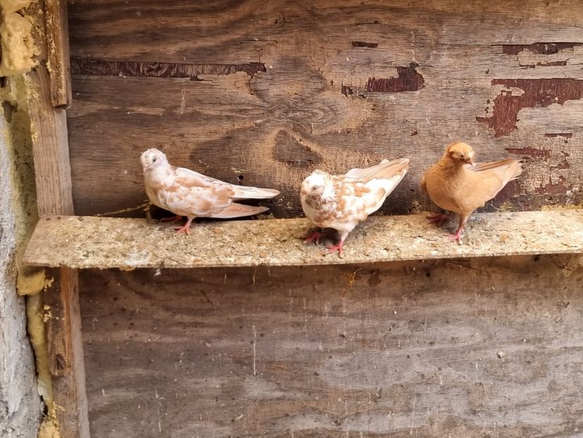  - 8-Jucatorii de Ardeal vechi