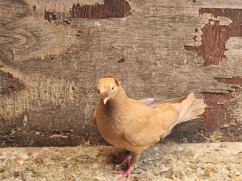  - 8-Jucatorii de Ardeal vechi