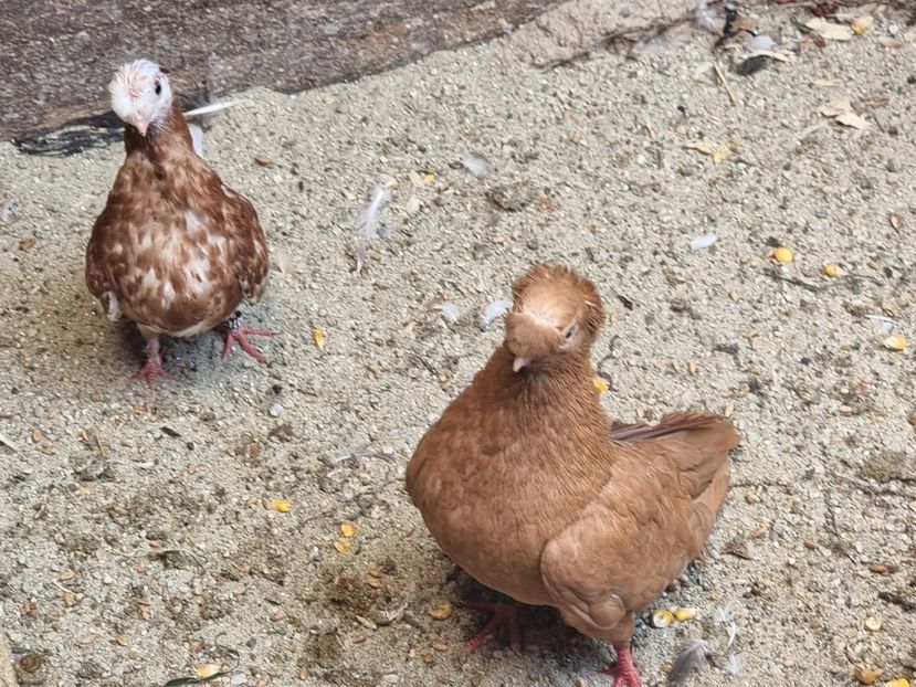  - 8-Jucatorii de Ardeal vechi