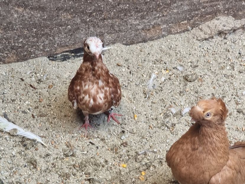  - 8-Jucatorii de Ardeal vechi