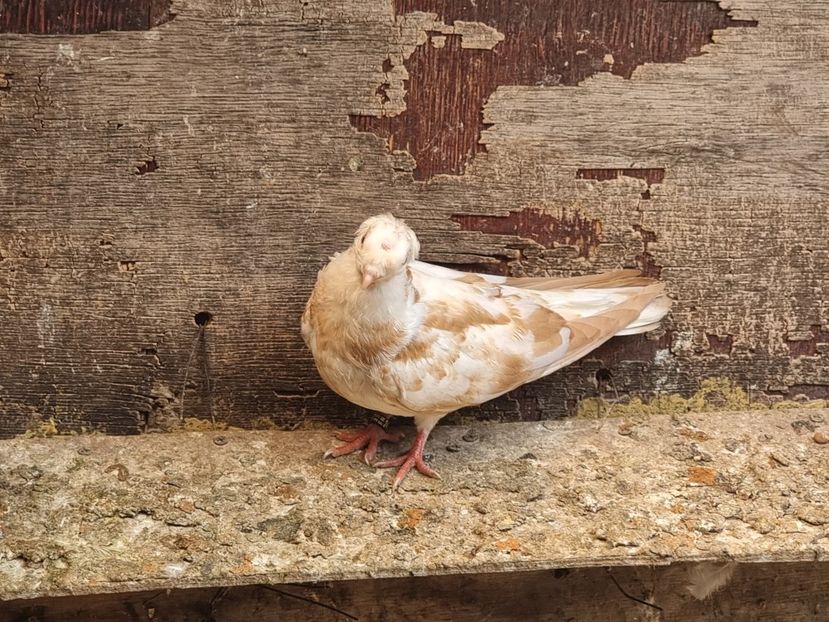  - 8-Jucatorii de Ardeal vechi