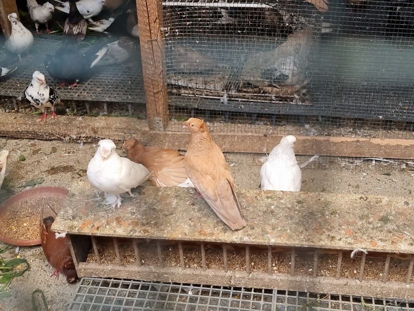  - 8-Jucatorii de Ardeal vechi