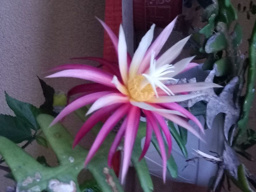  - Selenicereus anthonyanus