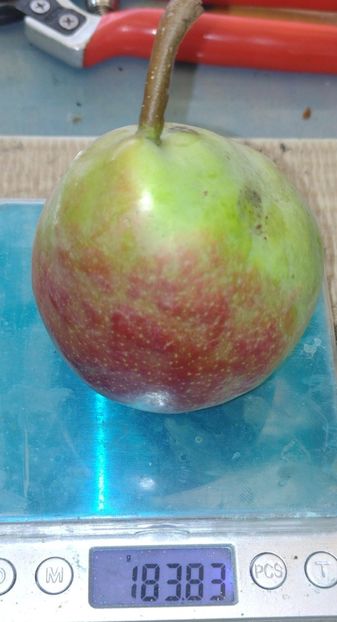  - Păr de la dl Gigi