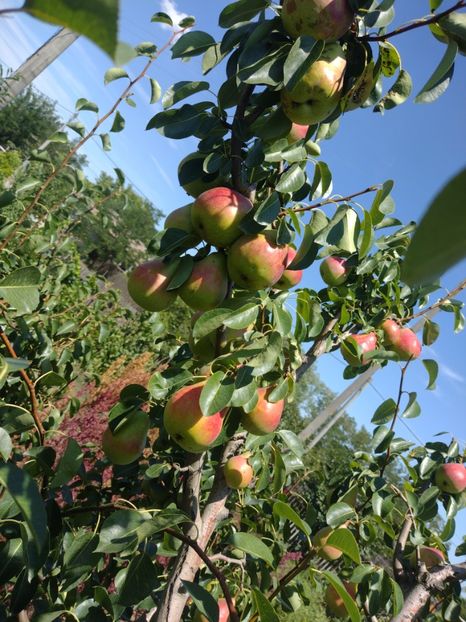  - Păr de la dl Gigi