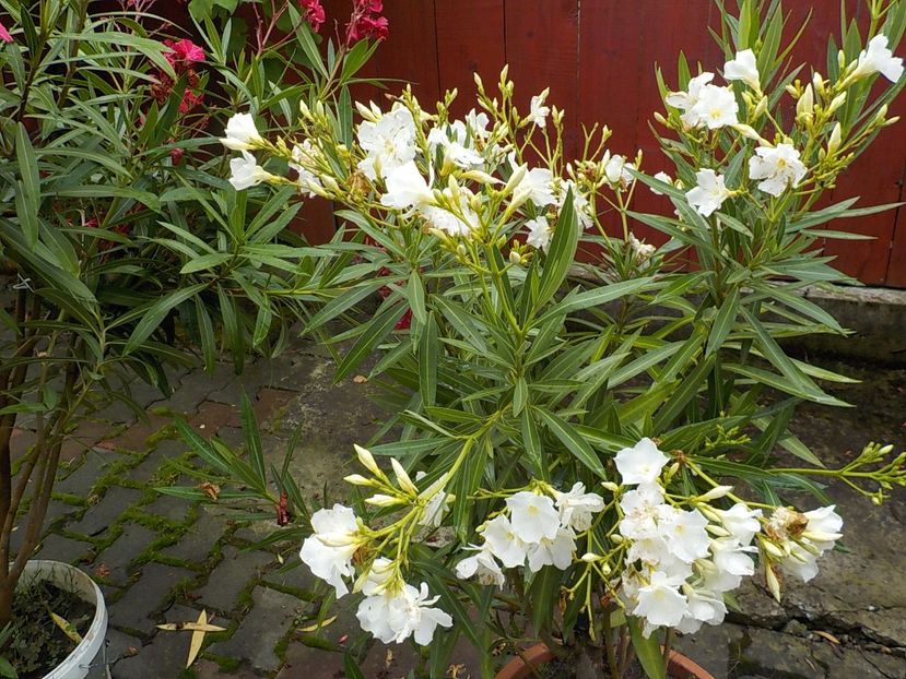  - mont blanc leandru nr 22