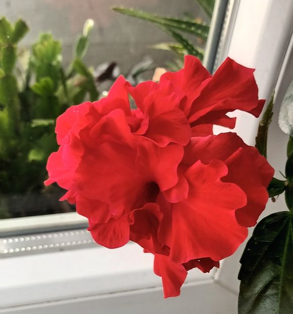  - Trandafir japonez roșu