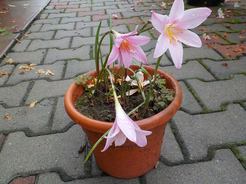  - zephiranthes