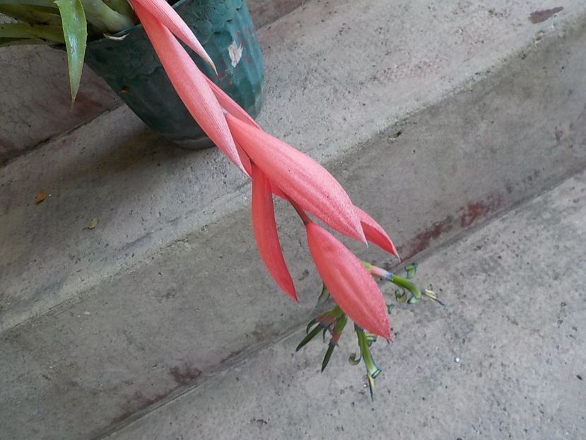 - billbergia nutans