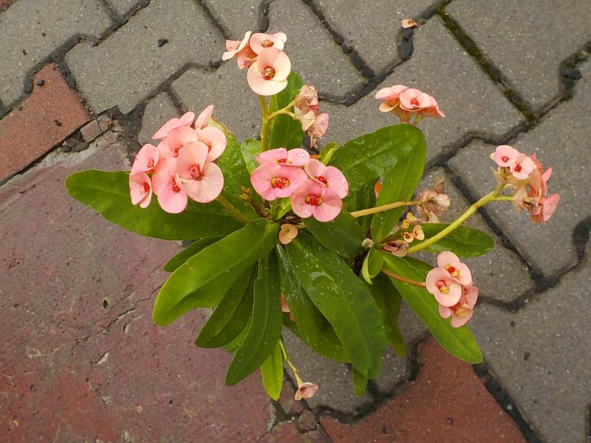  - euphorbia milli
