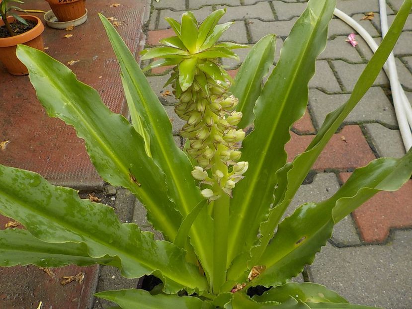  - eucomis